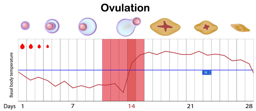 ovulationchart