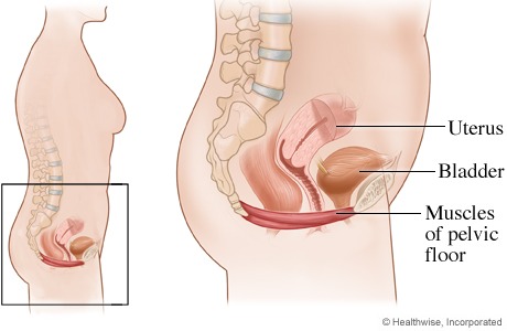 vir: http://www.webmd.com/women/pelvic-floor-muscles