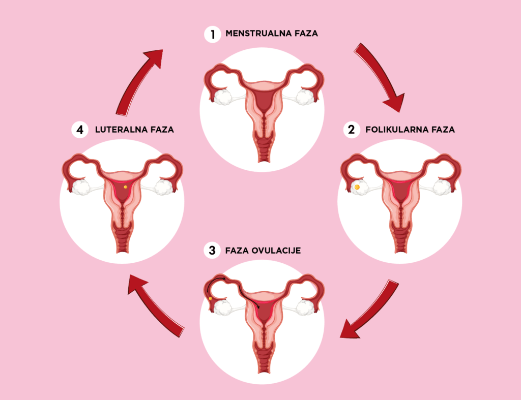 Potek ovulacije